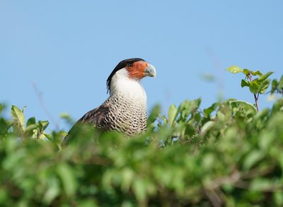 Kuifcaracara / Crested Caracara