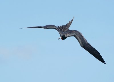 Amerikaanse Fregatvogel / Magnificent Frigatebird