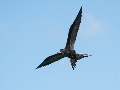 Amerikaanse Fregatvogel / Magnificent Frigatebird