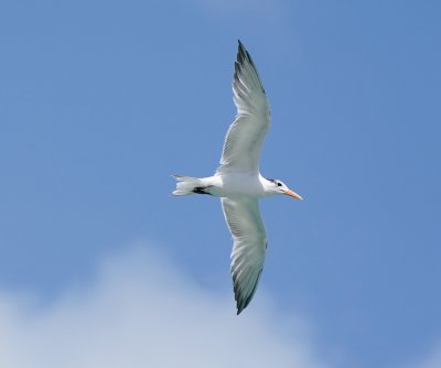 Koningsstern / Royal Tern