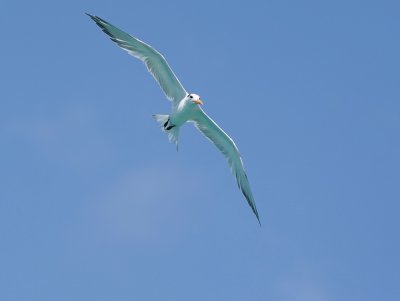 Koningsstern / Royal Tern