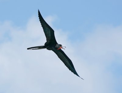 Amerikaanse Fregatvogel / Magnificent Frigatebird