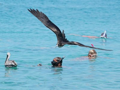 Amerikaanse Fregatvogel / Magnificent Frigatebird