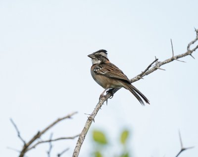 Roodkraaggors / Rufous-collard Sparrow
