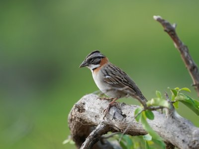 Roodkraaggors / Rufous-collard Sparrow