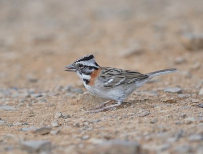 Roodkraaggors / Rufous-collard Sparrow