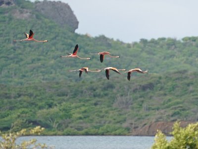 Rode Flamingo / American Flamingo