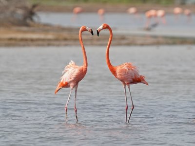 Rode Flamingo / American Flamingo