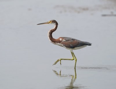 Witbuikreiger / Tricoloured Heron
