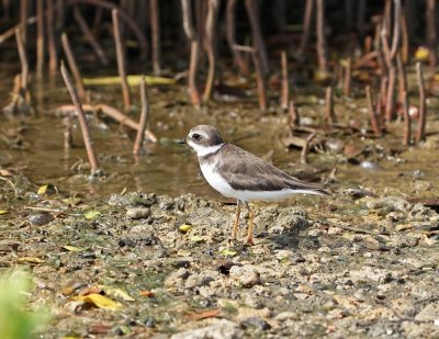Amerikaanse Bontbekplevier / Semipalmated Plover