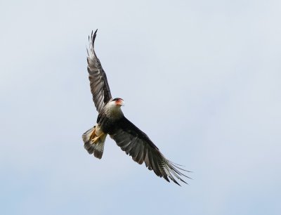 Kuifcaracara / Crested Caracara