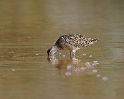 Kleine Grijze Snip / Short-billed Dowitcher