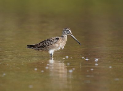 Kleine Grijze Snip / Short-billed Dowitcher