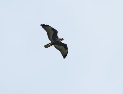 Witstaartbuizerd / White-tailed Hawk