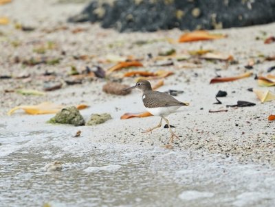 Amerikaanse Oeverloper / Spotted Sandpiper