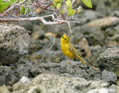 Gele Zanger / Yellow Warbler