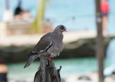 Naaktoogduif / Bare-eyed Dove