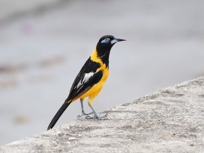 Oranje Troepiaal / Venezuelan Troupial