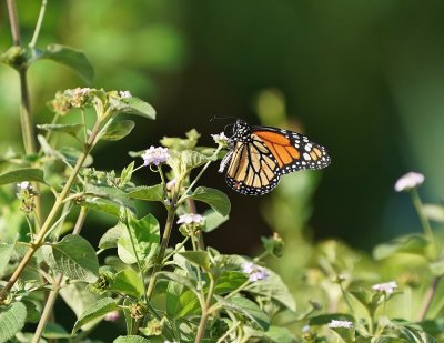 Monarchvlinder / Monarch