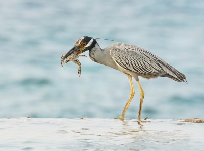 Geelkruinkwak / Yellow-crowned Night Heron