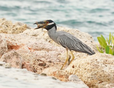 Geelkruinkwak / Yellow-crowned Night Heron