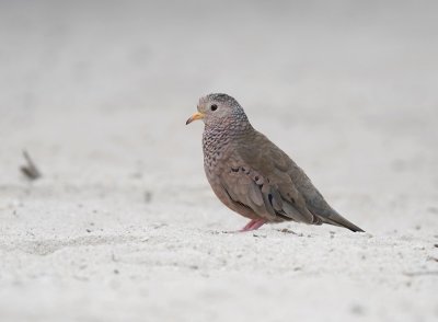 Musduif / Common Ground Dove