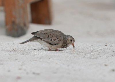 Musduif / Common Ground Dove