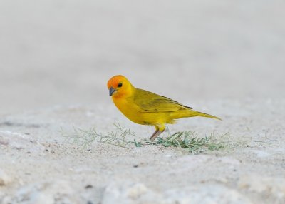 Gewone Saffraanvink / Saffron Finch