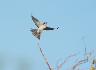 Grote Koningstiran / Grey Kingbird