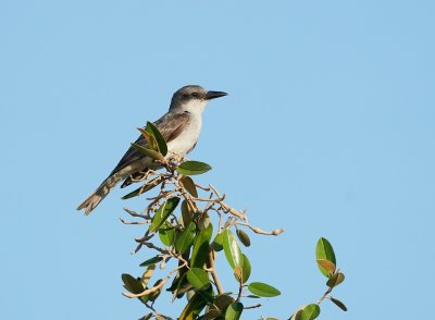 Grote Koningstiran / Grey Kingbird