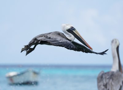 Bruine Pelikaan / Brown Pelican