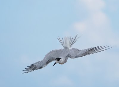 Grote Stern / Cabot's Tern