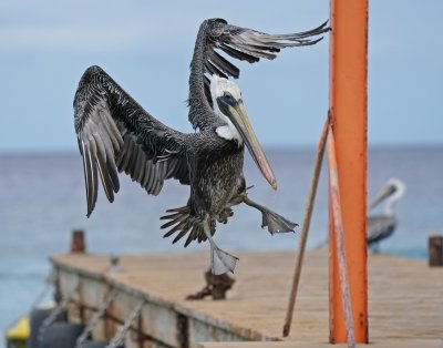 Bruine Pelikaan / Brown Pelican