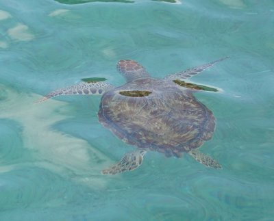 Soepschildpad / Green Sea Turtle
