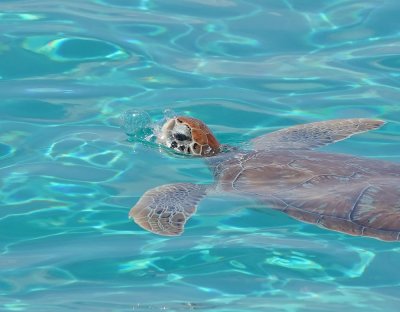 Soepschildpad / Green Sea Turtle