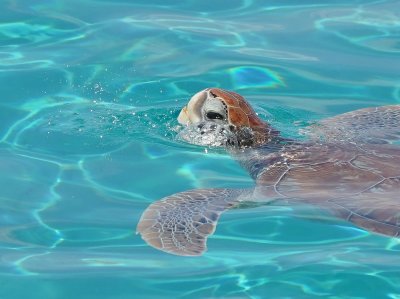 Soepschildpad / Green Sea Turtle