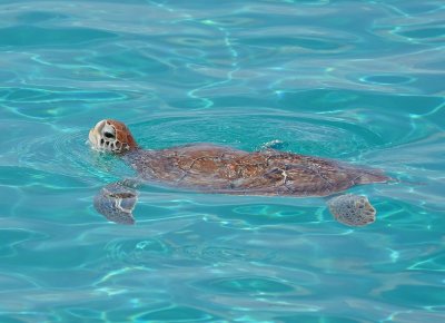 Soepschildpad / Green Sea Turtle