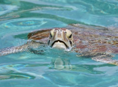 Soepschildpad / Green Sea Turtle