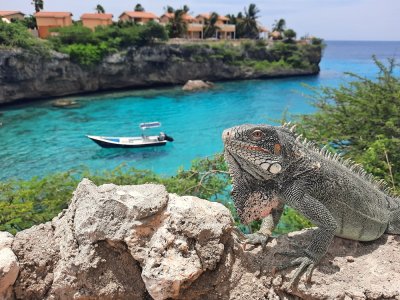 Groene Leguaan / Iguana