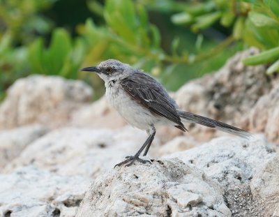 Tropische Spotlijster / Tropical Mockingbird