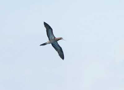 Roodpootgent / Red-footed Booby