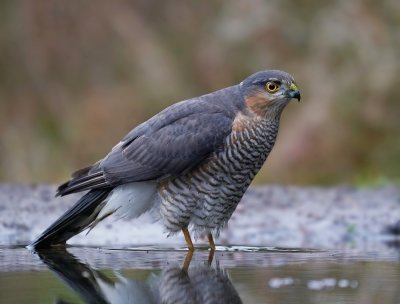 Sperwer / Eurasian Sparrowhawk