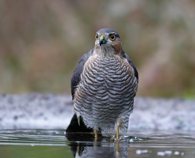 Sperwer / Eurasian Sparrowhawk