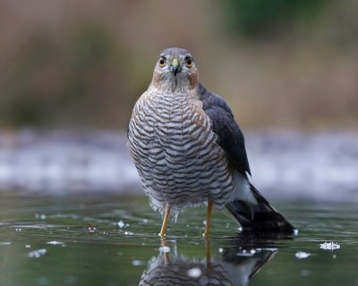 Sperwer / Eurasian Sparrowhawk