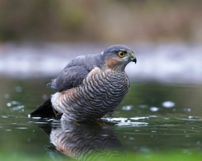 Sperwer / Eurasian Sparrowhawk