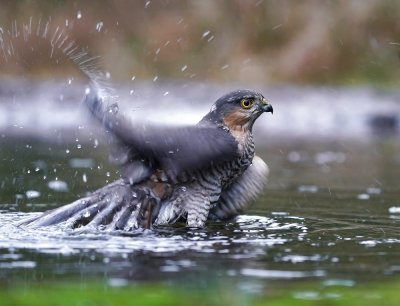 Sperwer / Eurasian Sparrowhawk