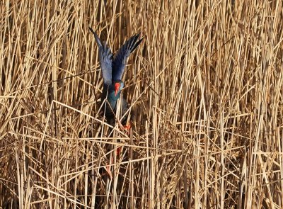Purperkoet / Western Swamphen