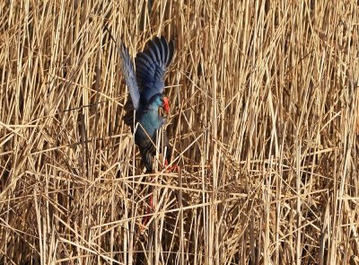 Purperkoet / Western Swamphen