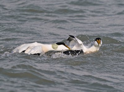 Eider / Common Eider