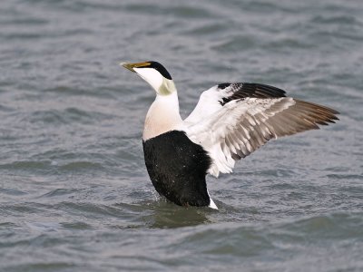 :: Eider / Common Eider ::